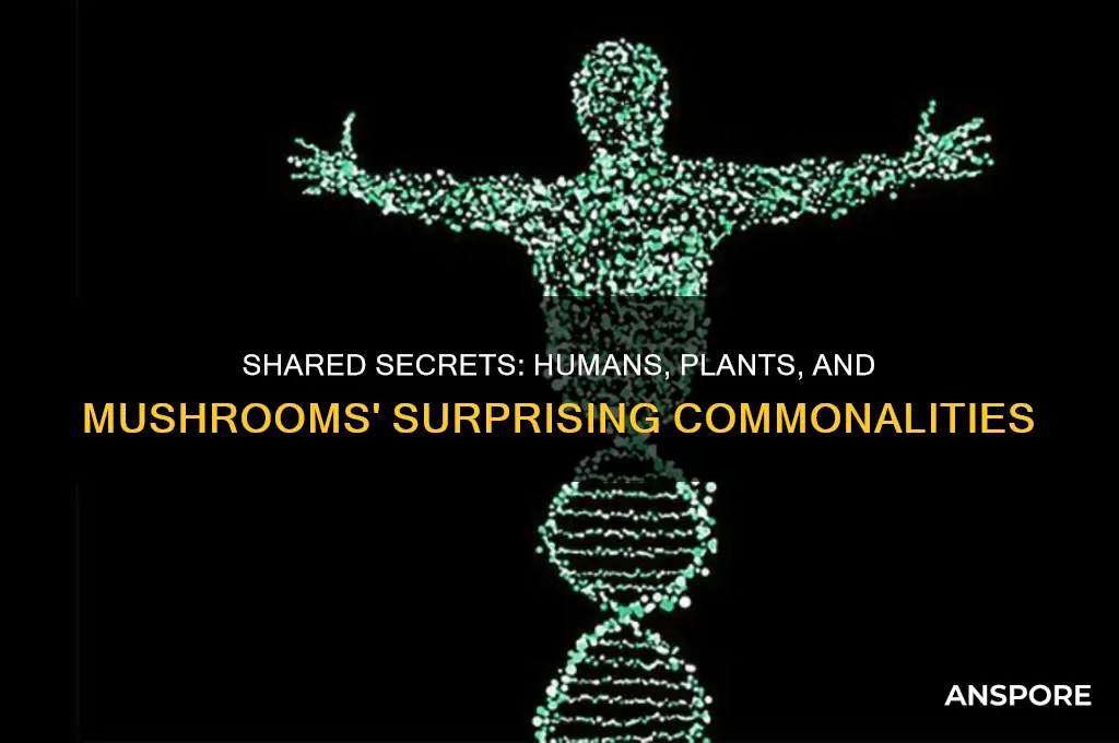 what do humans plants and mushrooms have in common gizmo