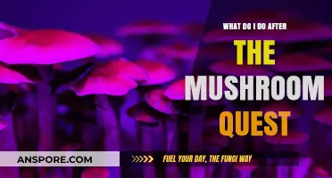 Post-Mushroom Quest: Next Steps and Adventures to Explore