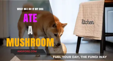 Dog Ate a Mushroom? Quick Steps to Ensure Your Pet's Safety