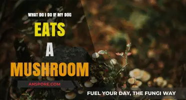 Dog Ate a Mushroom? Immediate Steps to Ensure Your Pet's Safety