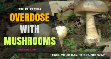 Mushroom Overdose: Immediate Steps and Essential Safety Measures to Take