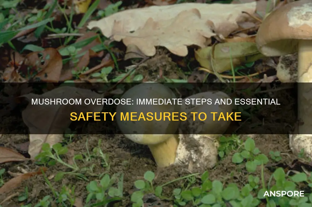 what do i do with a overdose with mushrooms
