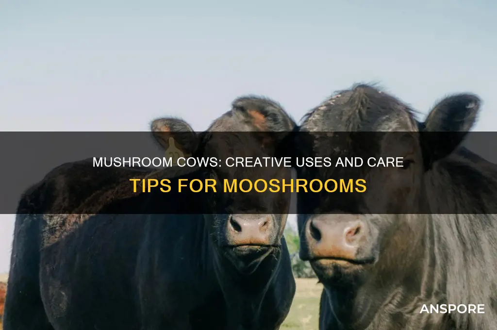 what do i do with mushroom cows