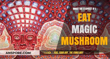 Exploring the Psychedelic Experience: What to Expect from Magic Mushrooms