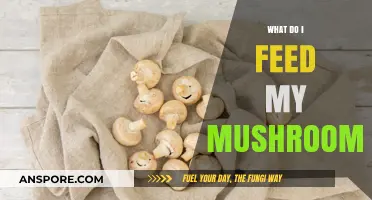 Nourishing Your Mushroom Garden: Essential Feeding Tips for Healthy Growth