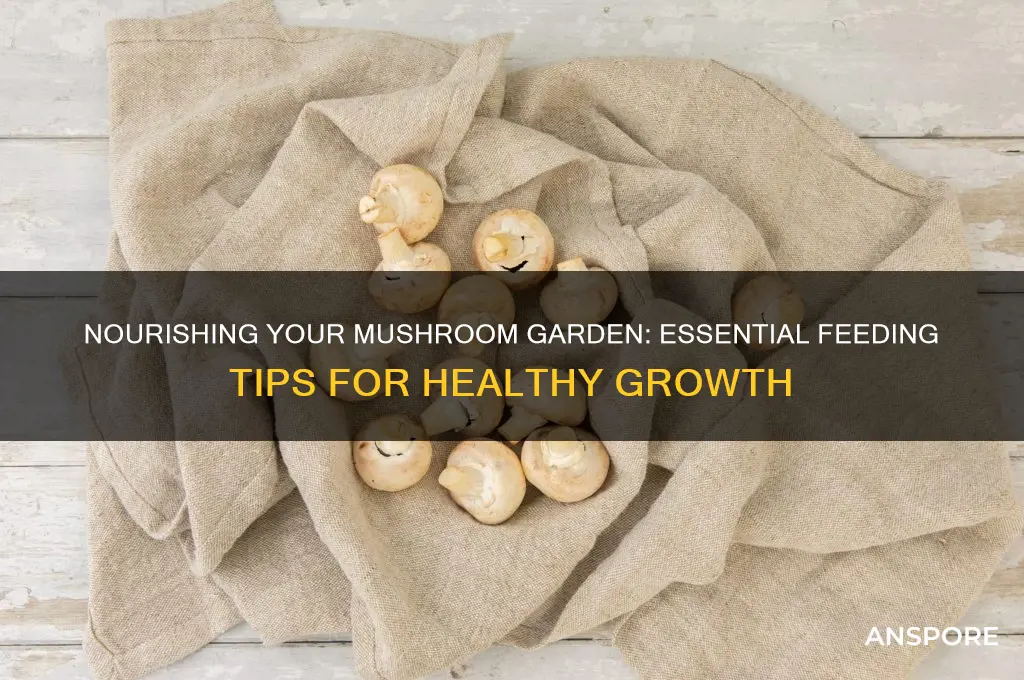 what do i feed my mushrooms