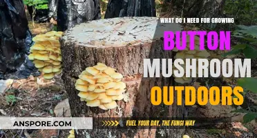Essential Supplies for Growing Button Mushrooms Outdoors: A Beginner's Guide