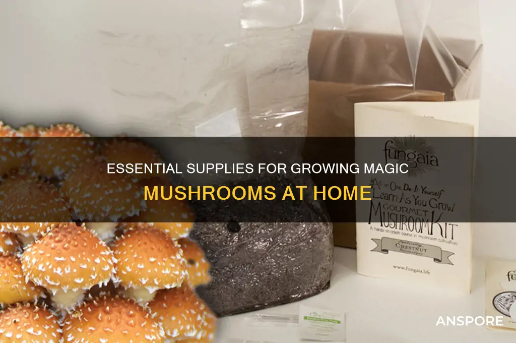 what do i need to grow magic mushrooms