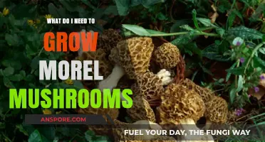 Essential Tips for Growing Morel Mushrooms at Home Successfully