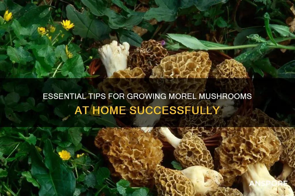 what do i need to grow morel mushrooms