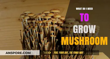Essential Tools and Tips for Growing Mushrooms at Home