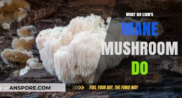 Lion's Mane Mushrooms: Unlocking Cognitive Benefits and Health Potential