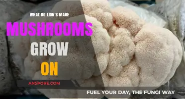 Lion's Mane Mushrooms: Unveiling Their Preferred Natural Growing Surfaces
