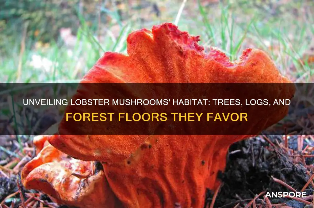 what do lobster mushrooms grow on