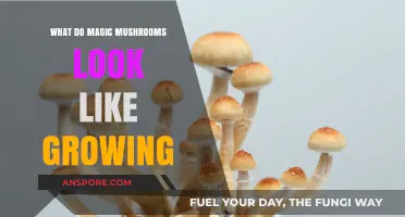 Identifying Magic Mushrooms: A Visual Guide to Their Natural Growth