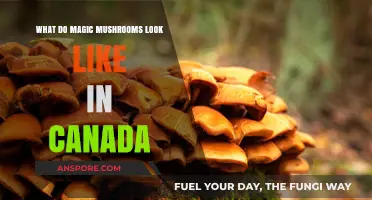 Identifying Magic Mushrooms in Canada: A Visual Guide to Psilocybin Species