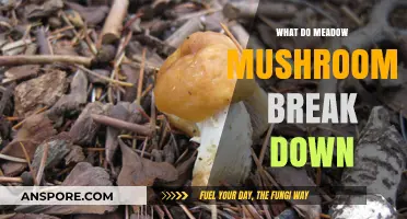 Meadow Mushrooms: Unveiling Their Role in Decomposing Organic Matter