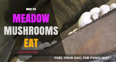 Unveiling the Diet of Meadow Mushrooms: What Sustains These Fungi?