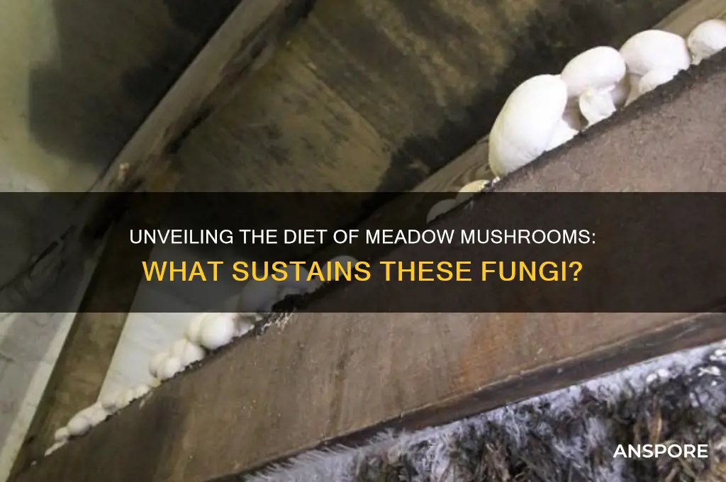 what do meadow mushrooms eat