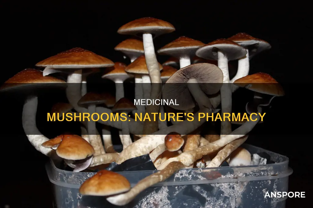 what do medicinal mushrooms contain