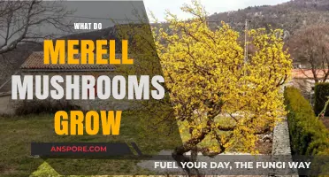 Where and How Do Morel Mushrooms Thrive: A Comprehensive Guide