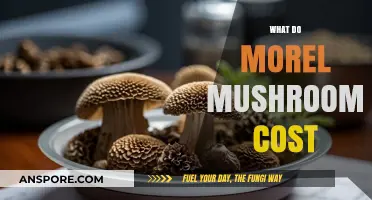 Exploring Morel Mushroom Prices: Factors Influencing Cost and Market Value