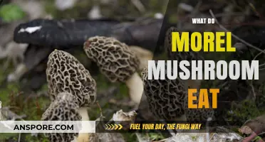 What Do Morel Mushrooms Eat? Unveiling Their Unique Nutrient Sources
