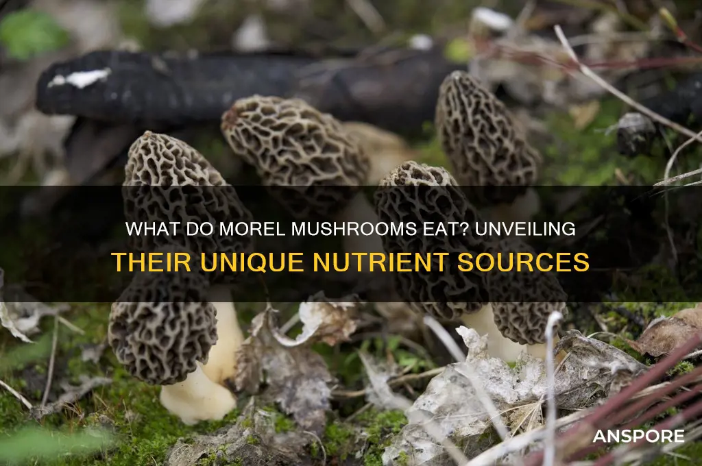 what do morel mushrooms eat