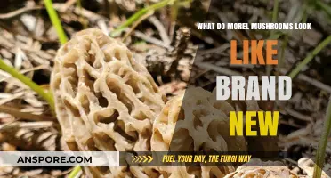 Identifying Fresh Morel Mushrooms: A Beginner's Visual Guide to New Growth