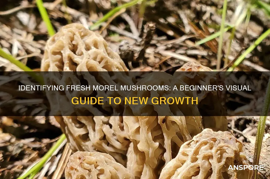 what do morel mushrooms look like brand new