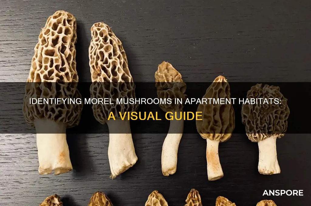what do morel mushrooms look like for habitat apartment