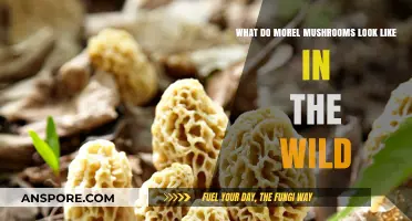 Identifying Morel Mushrooms: A Wild Forager's Visual Guide
