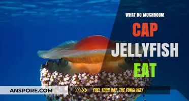Unveiling the Diet of Mushroom Cap Jellyfish: What Do They Eat?