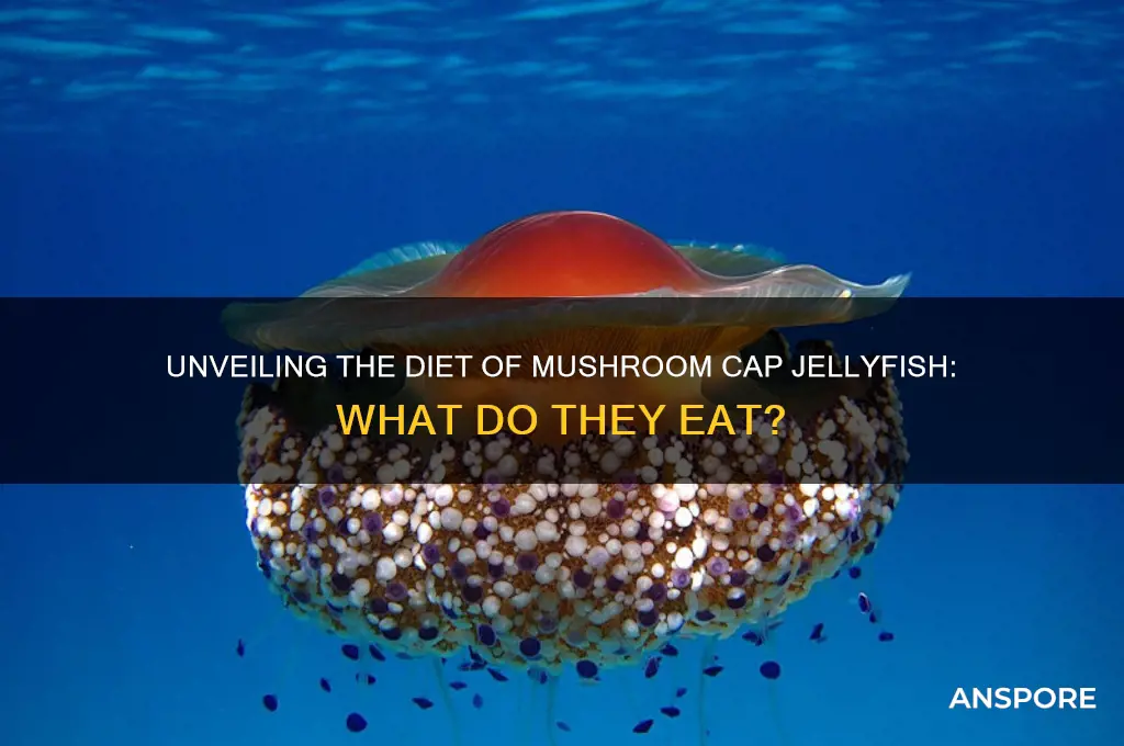 what do mushroom cap jellyfish eat