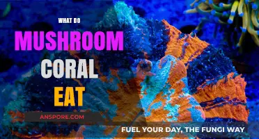 Unveiling Mushroom Coral's Diet: What These Unique Polyps Consume