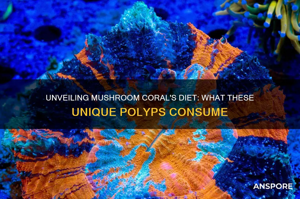 what do mushroom coral eat
