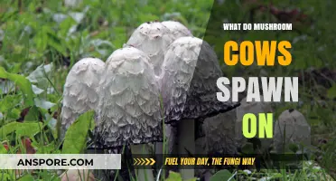 Where Do Mushroom Cows Spawn? A Guide to Their Habitat