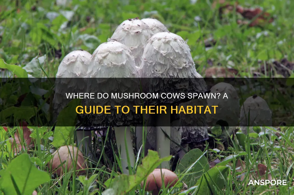 what do mushroom cows spawn on
