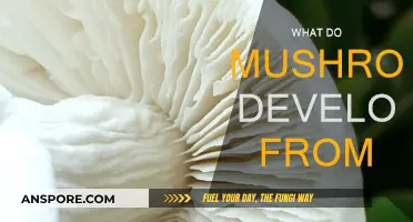 The Magical Origins of Mushrooms