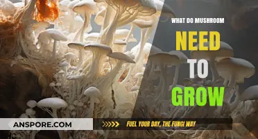 Essential Conditions for Mushroom Growth: Substrate, Humidity, and Light Explained