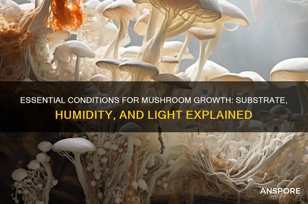 what do mushroom need to grow