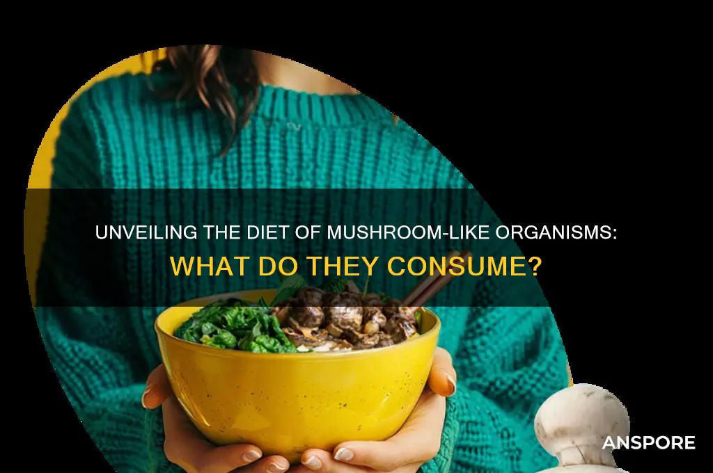 what do mushroomos eat