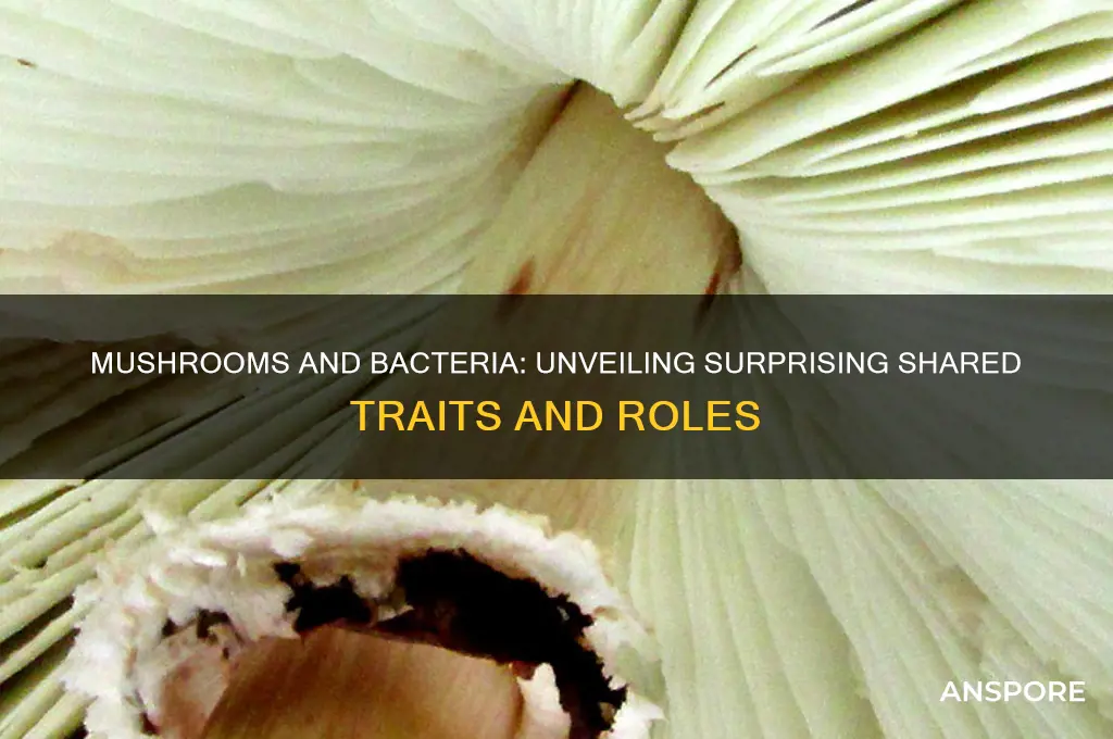 what do mushrooms and bacteria have in common