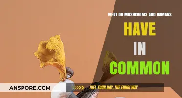 Mushrooms and Humans: Surprising Shared Traits and Connections
