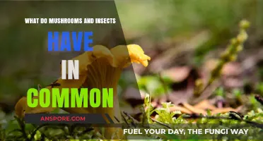 Mushrooms and Insects: Unveiling Surprising Ecological and Biological Connections