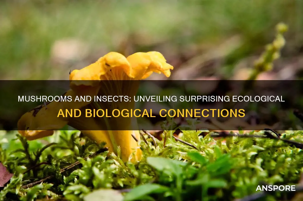 what do mushrooms and insects have in common