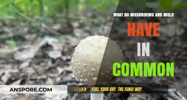 Mushrooms and Mold: Unveiling Their Shared Fungal Heritage and Traits