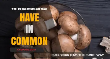 Mushrooms and Yeast: Unveiling Their Shared Fungal Heritage and Uses