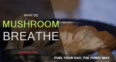 Mushrooms Breathe: An Exploration of Fungal Respiration