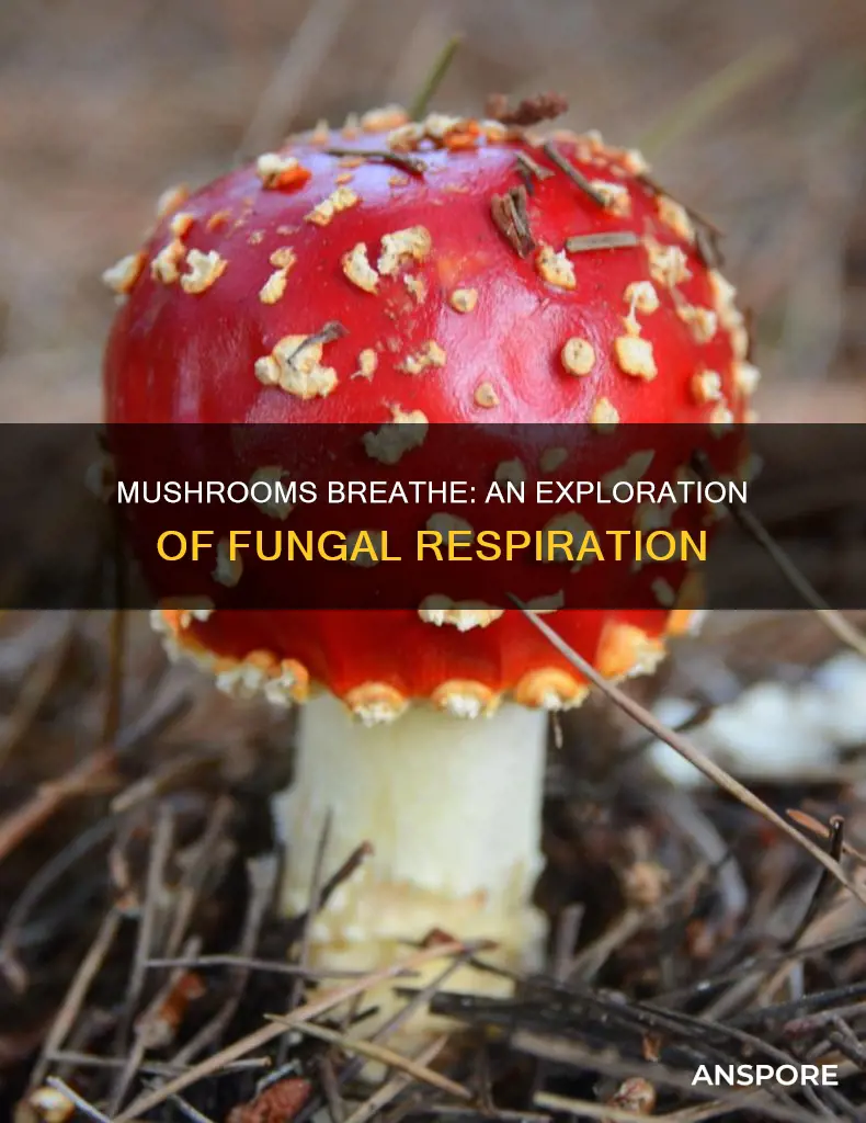 what do mushrooms breathe